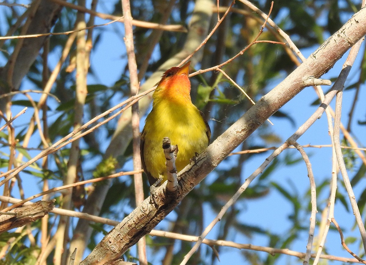 Western Tanager - ML618801873