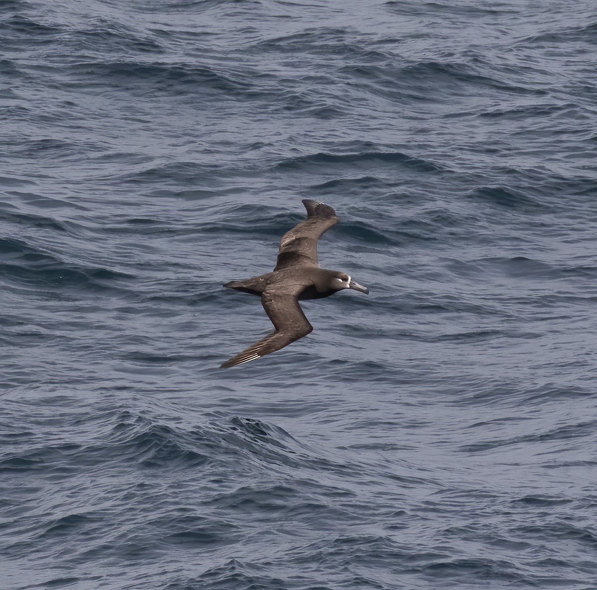 Black-footed Albatross - ML618801883