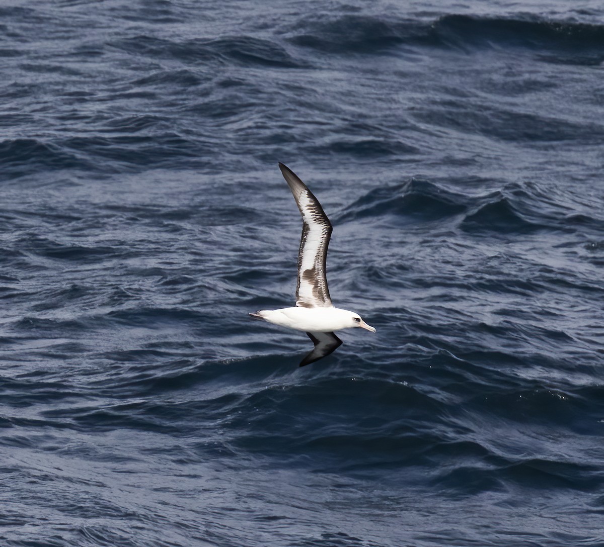 Laysan Albatross - ML618801897