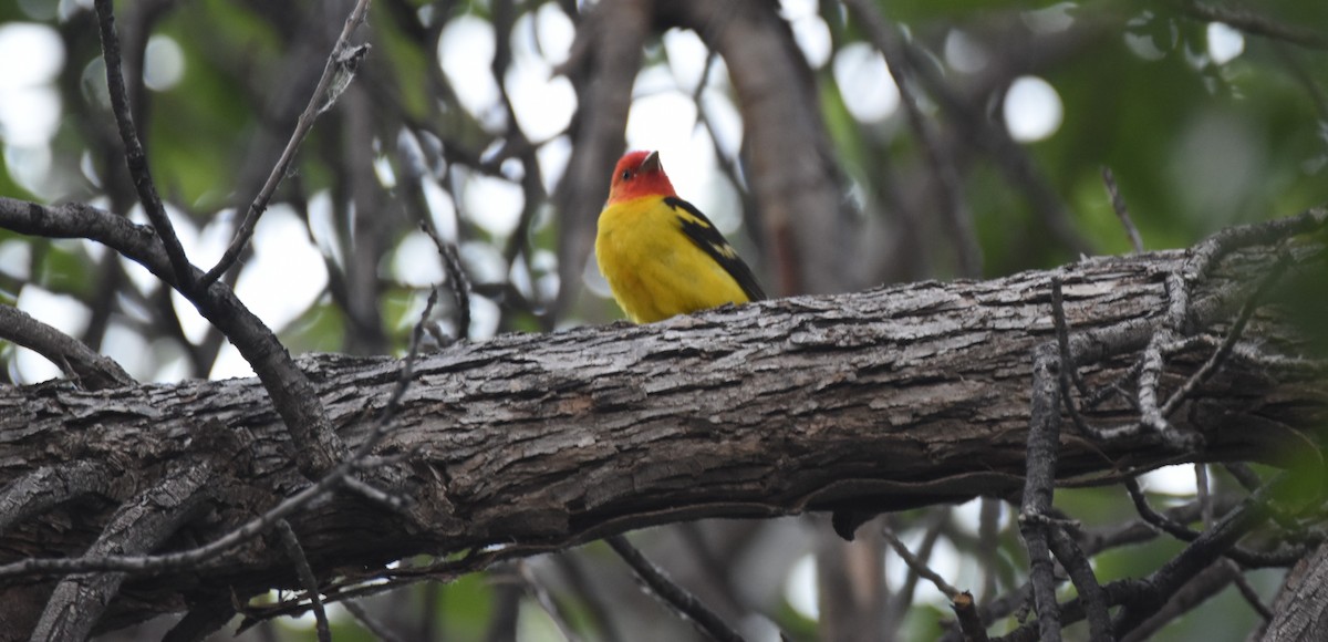 Western Tanager - ML618801901