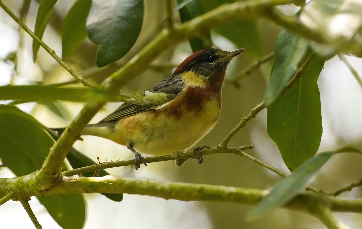 Bay-breasted Warbler - AJT BIRD