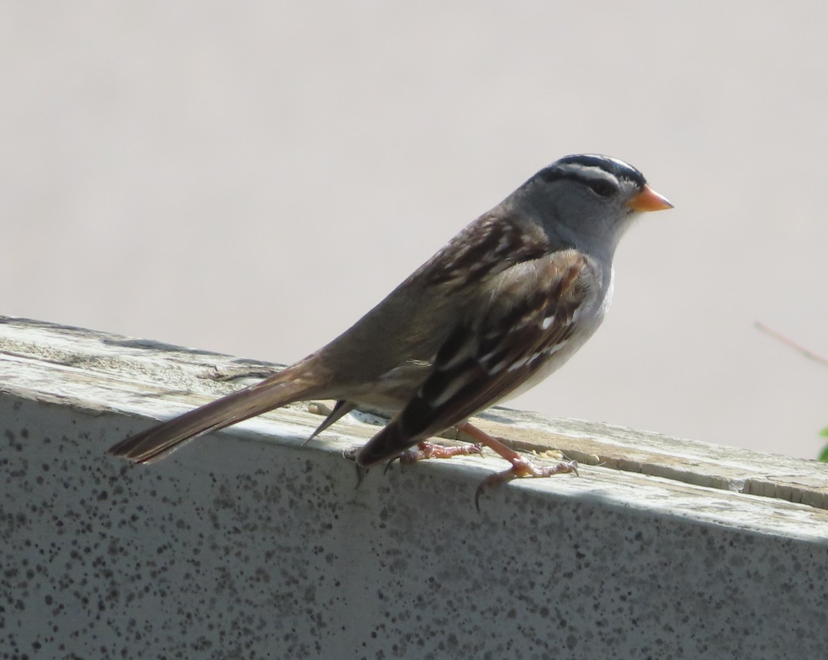 White-crowned Sparrow - ML618801905