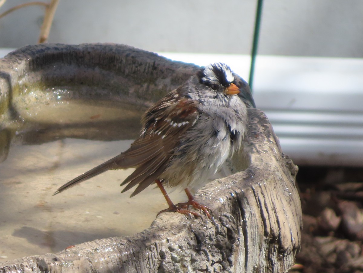 White-crowned Sparrow - ML618801911