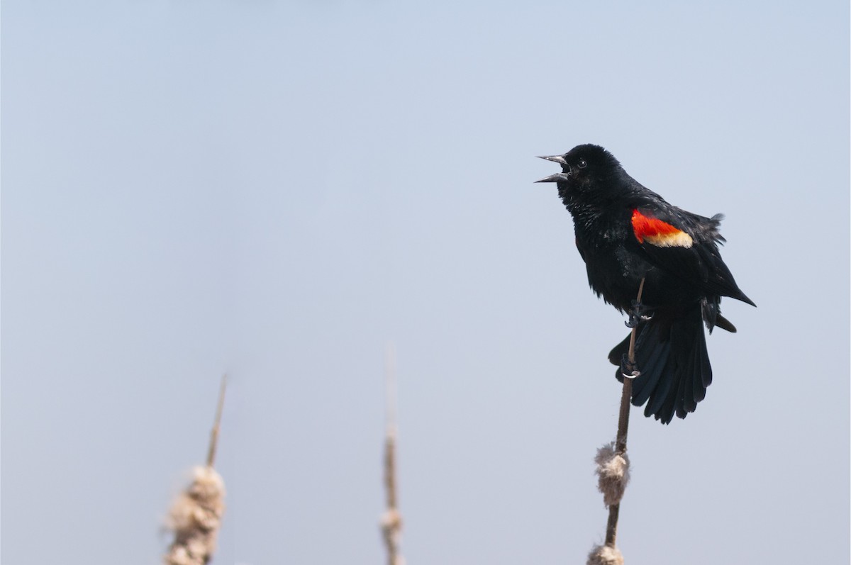 Red-winged Blackbird - ML618801913