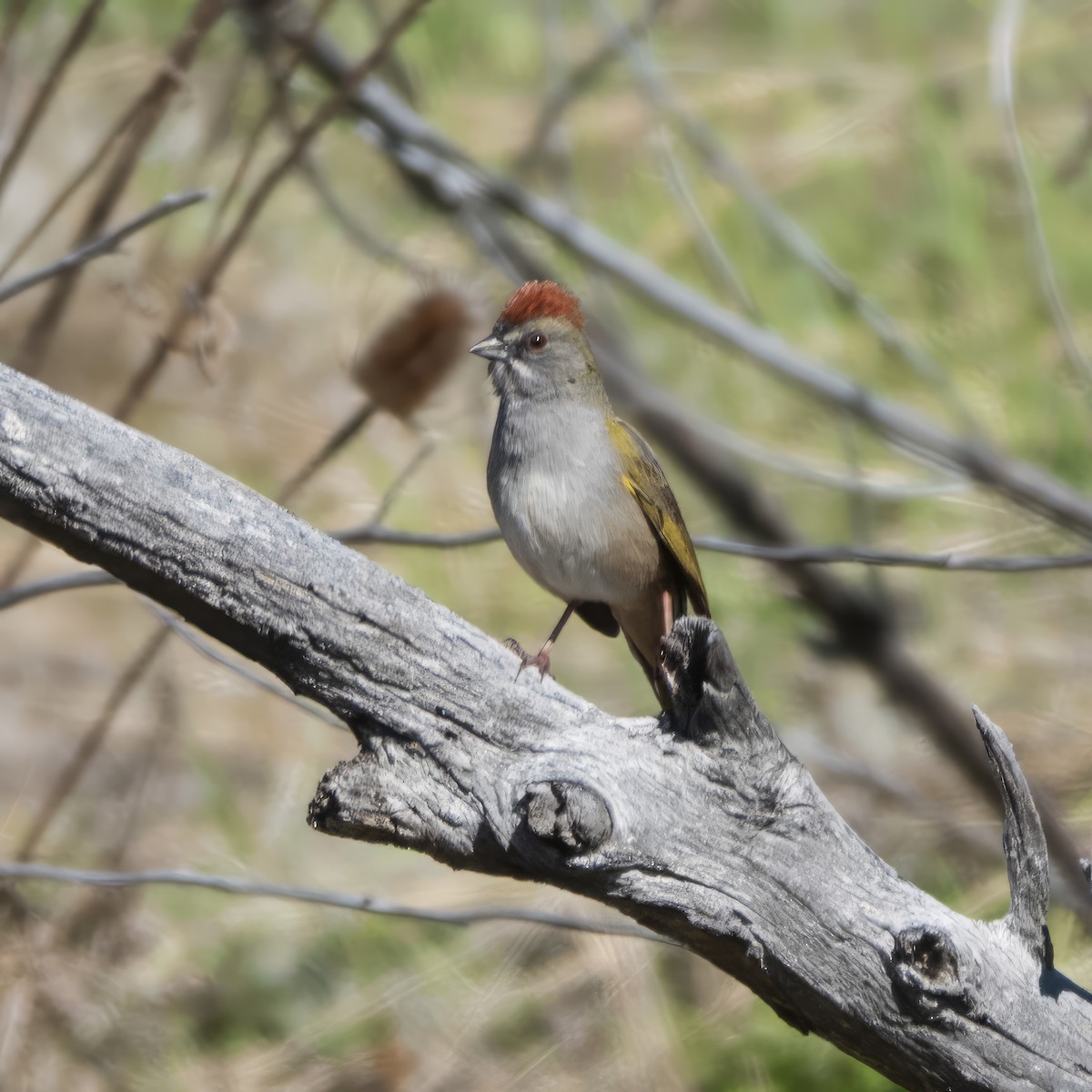 Green-tailed Towhee - Diana Byrne