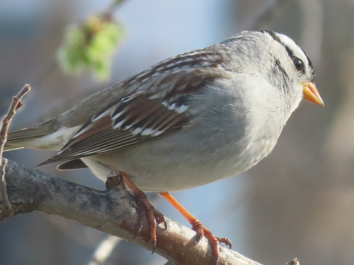 White-crowned Sparrow - ML618801964