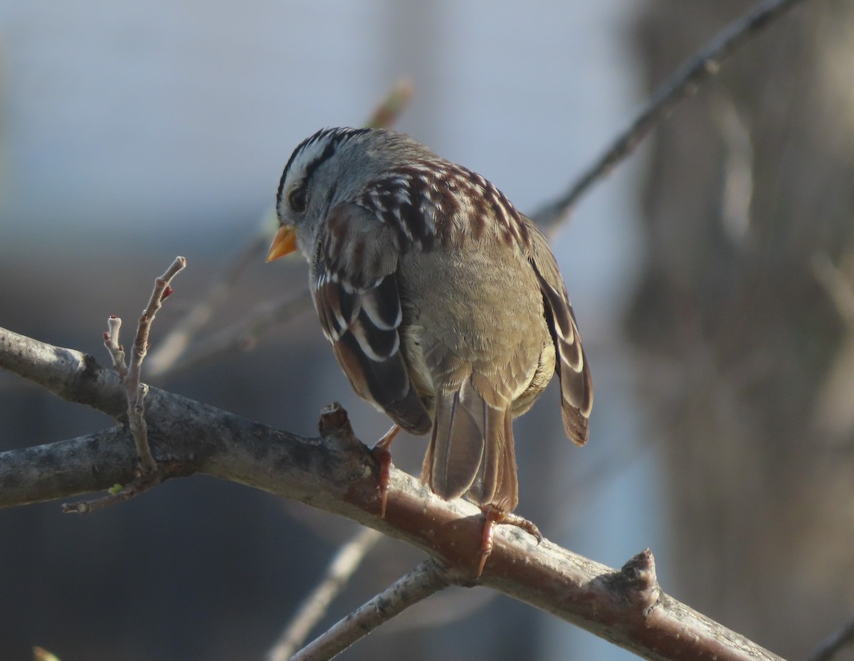White-crowned Sparrow - ML618801967