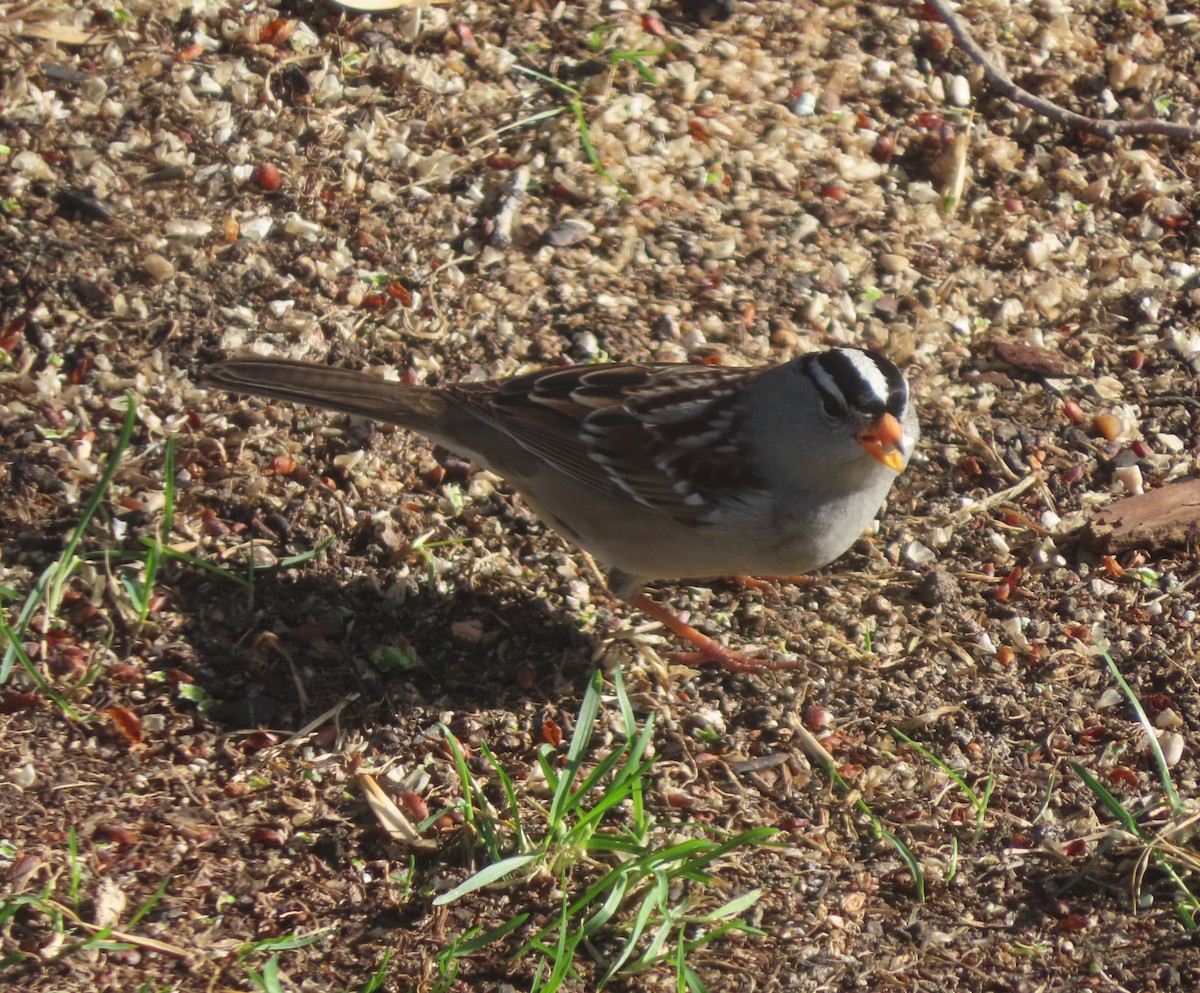 White-crowned Sparrow - ML618801969