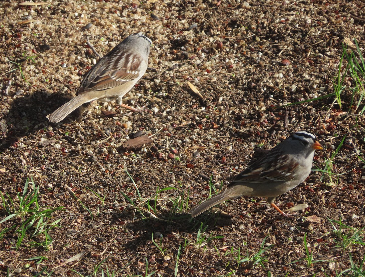 White-crowned Sparrow - ML618801971