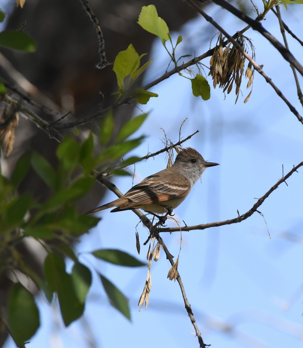 Brown-crested Flycatcher - Patrick McAtee