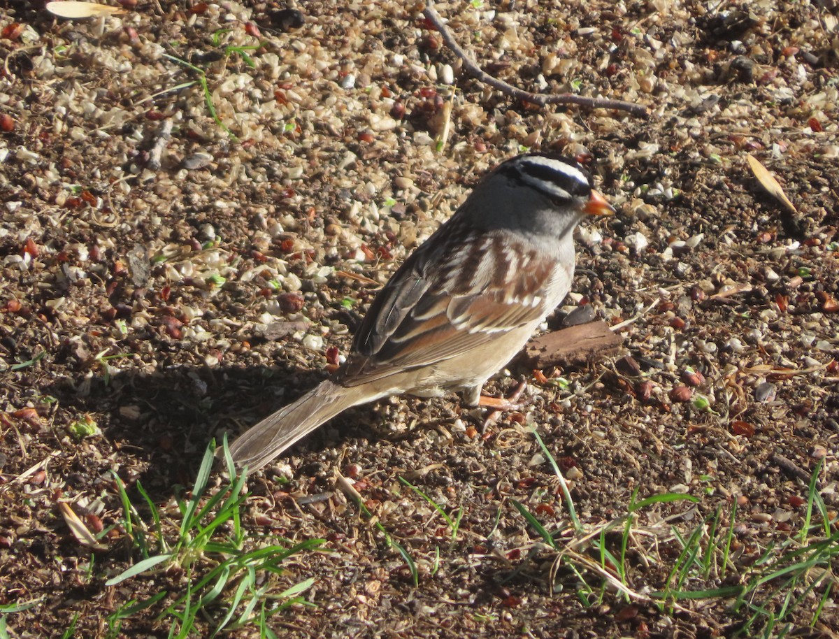 White-crowned Sparrow - ML618801988