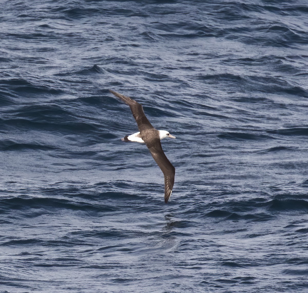 Laysan Albatross - ML618802013