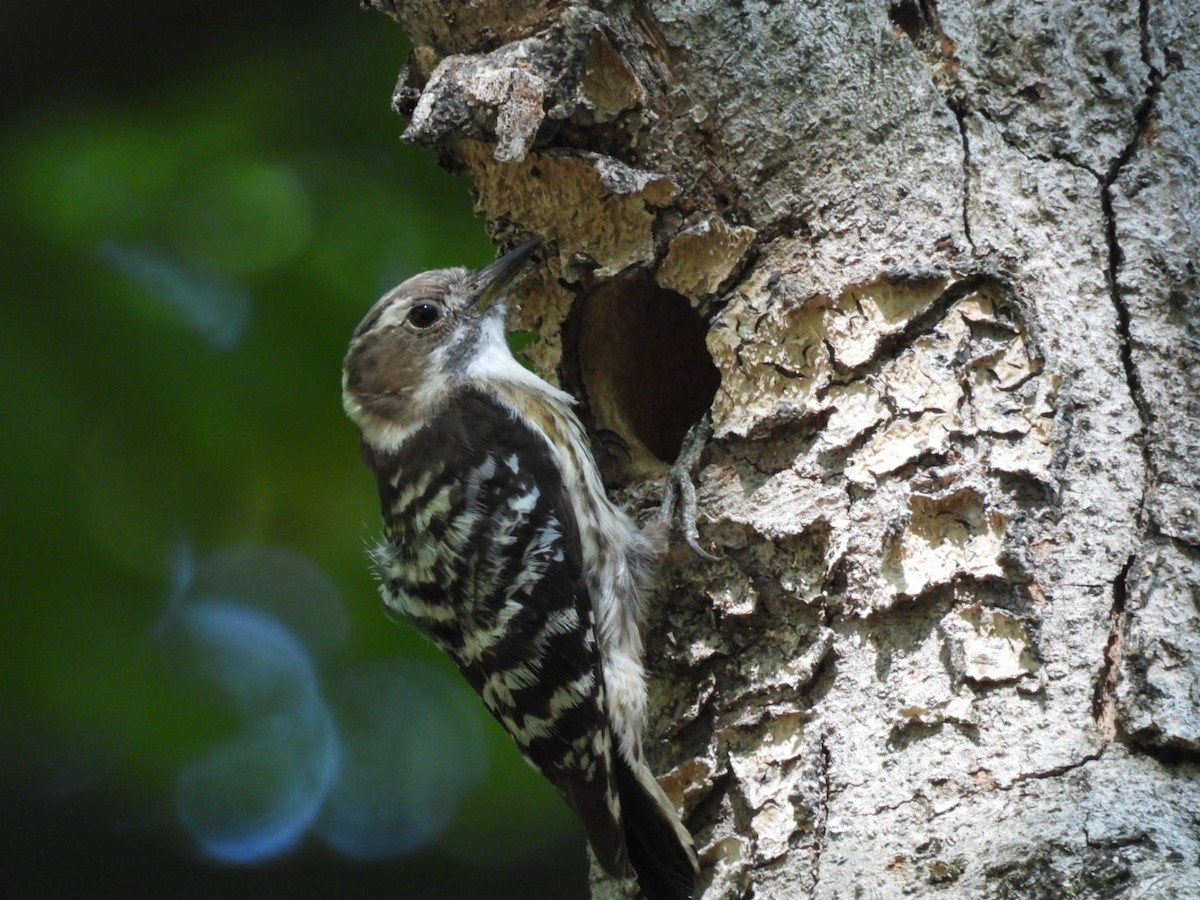 Japanese Pygmy Woodpecker - ML618802022