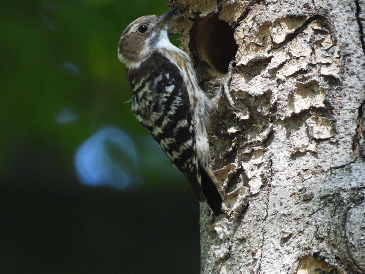 Japanese Pygmy Woodpecker - ML618802023