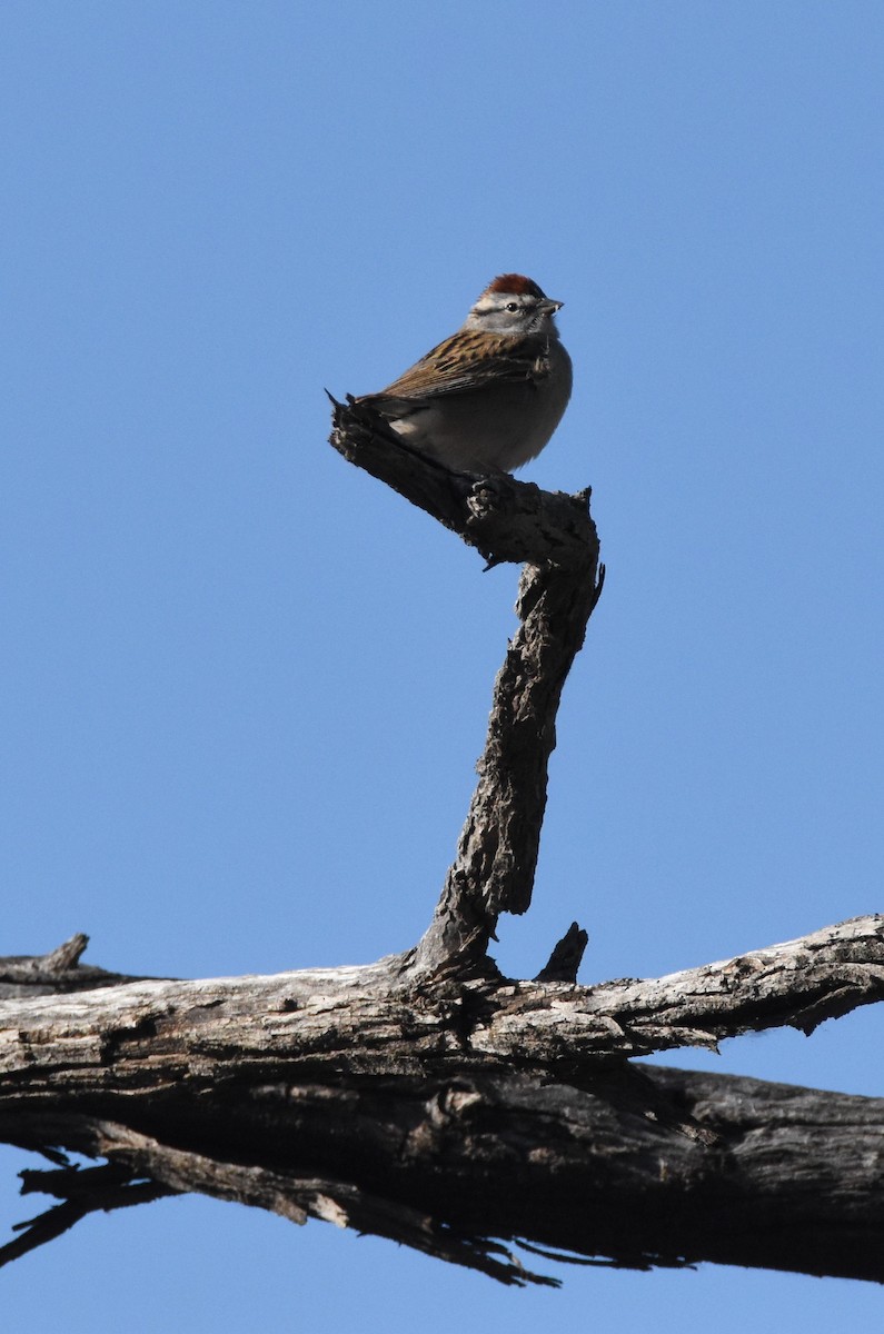 Chipping Sparrow - ML618802041