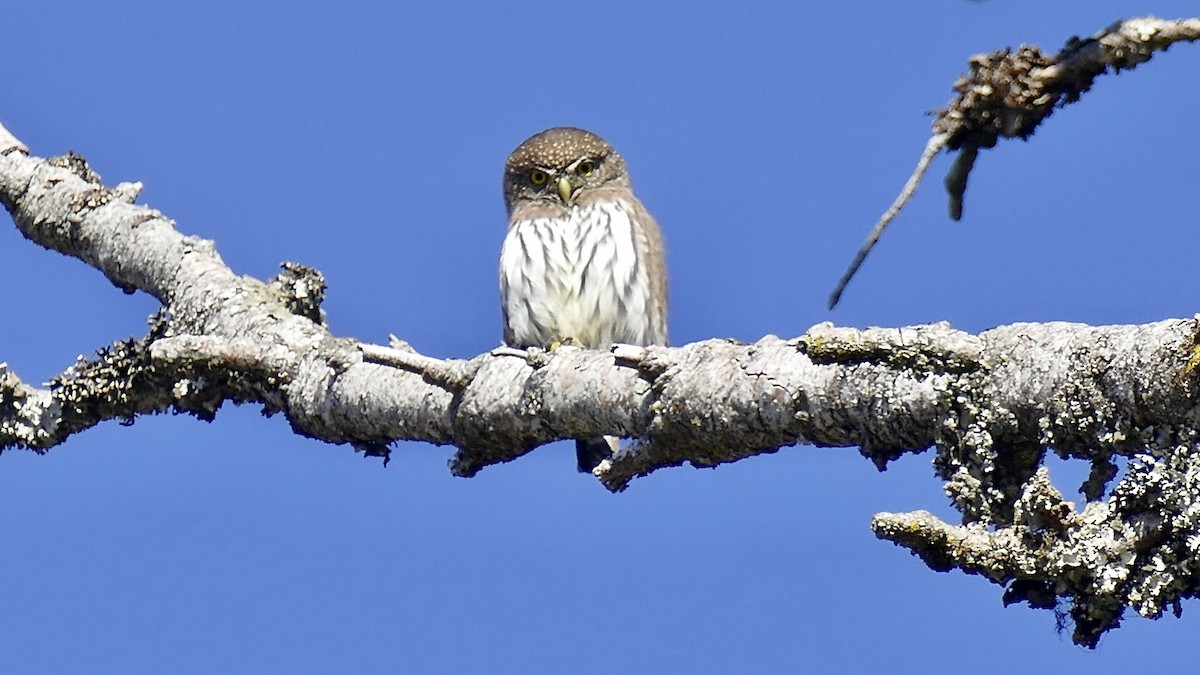 Northern Pygmy-Owl - ML618802050
