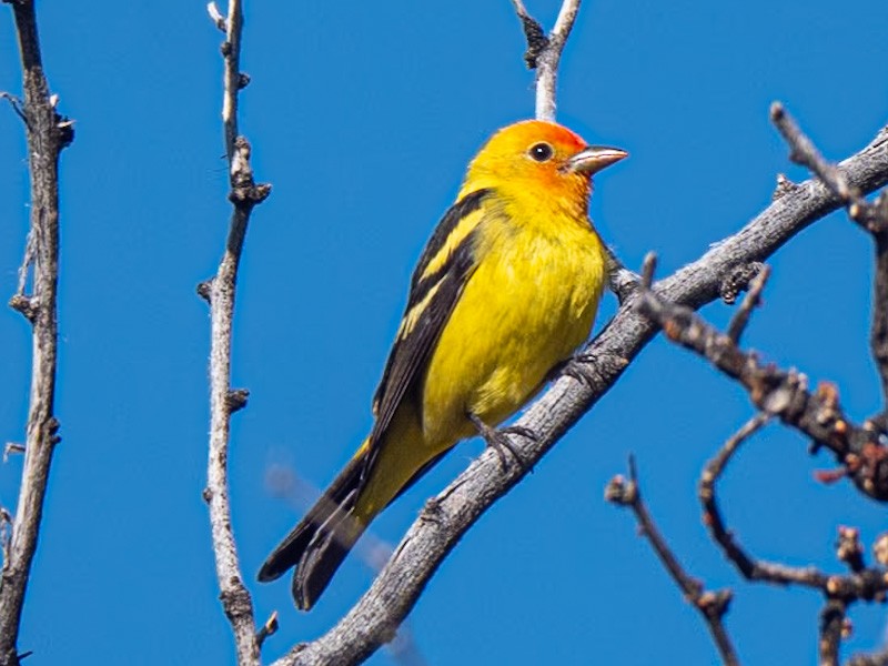Western Tanager - ML618802089