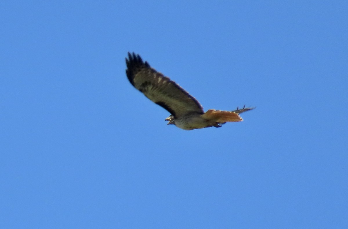 Red-tailed Hawk - ML618802096