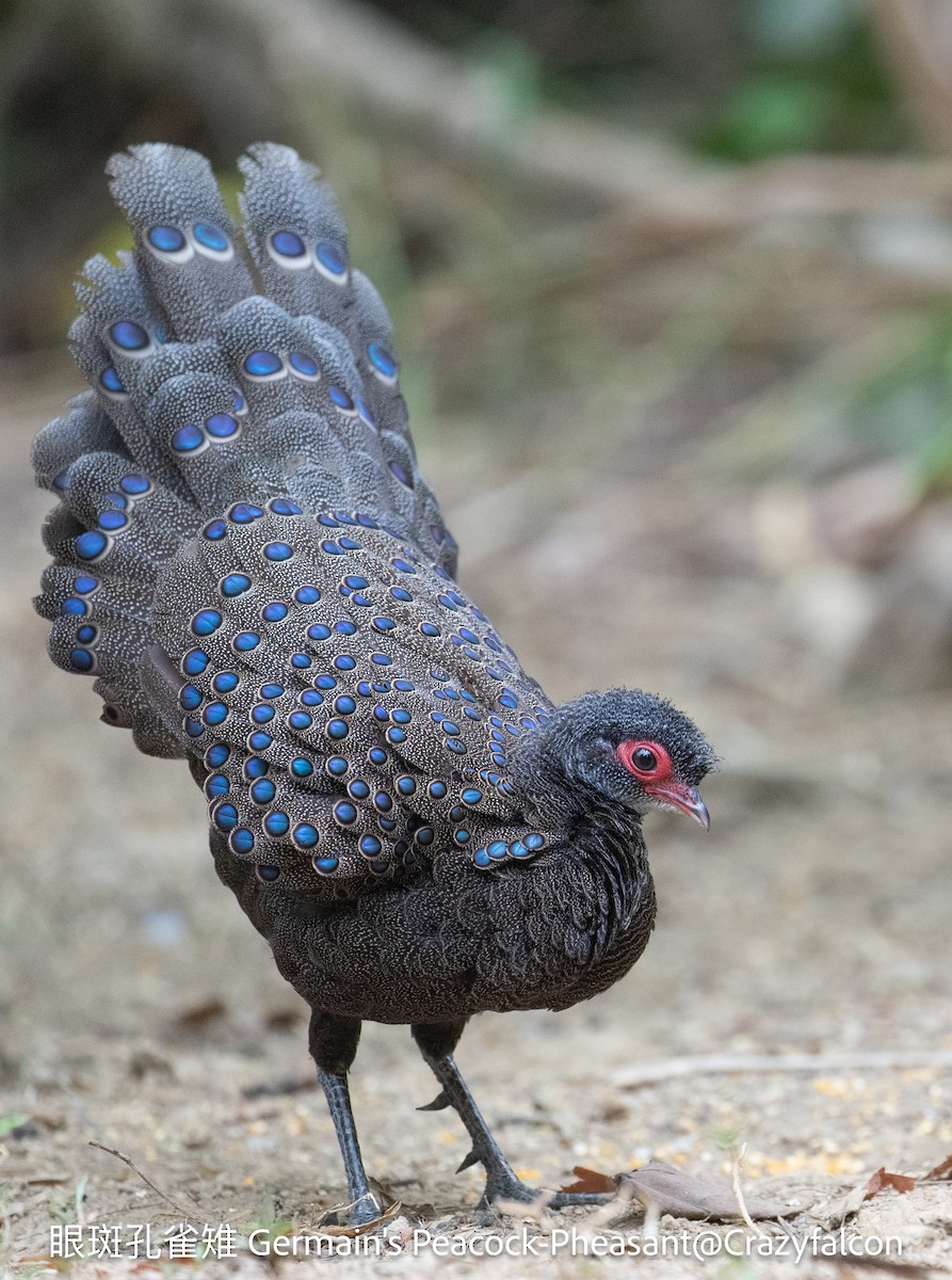 Germain's Peacock-Pheasant - Qiang Zeng