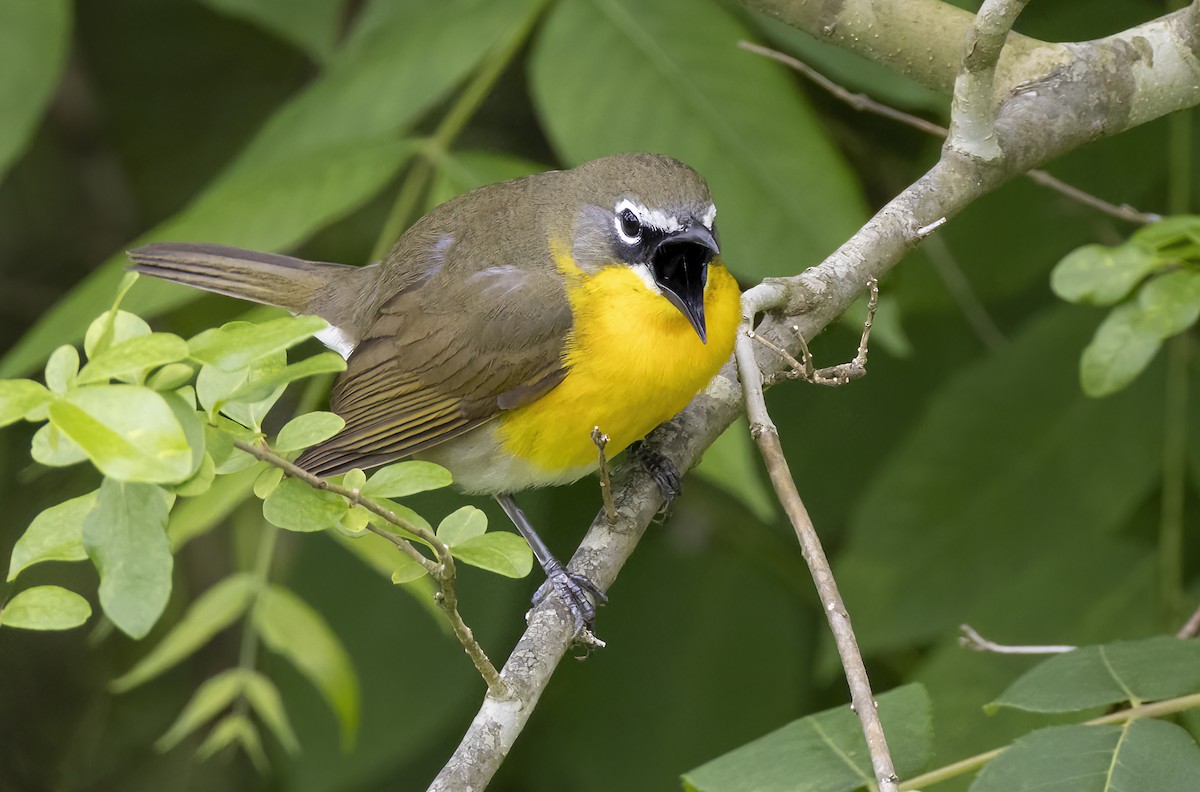 Yellow-breasted Chat - ML618802114