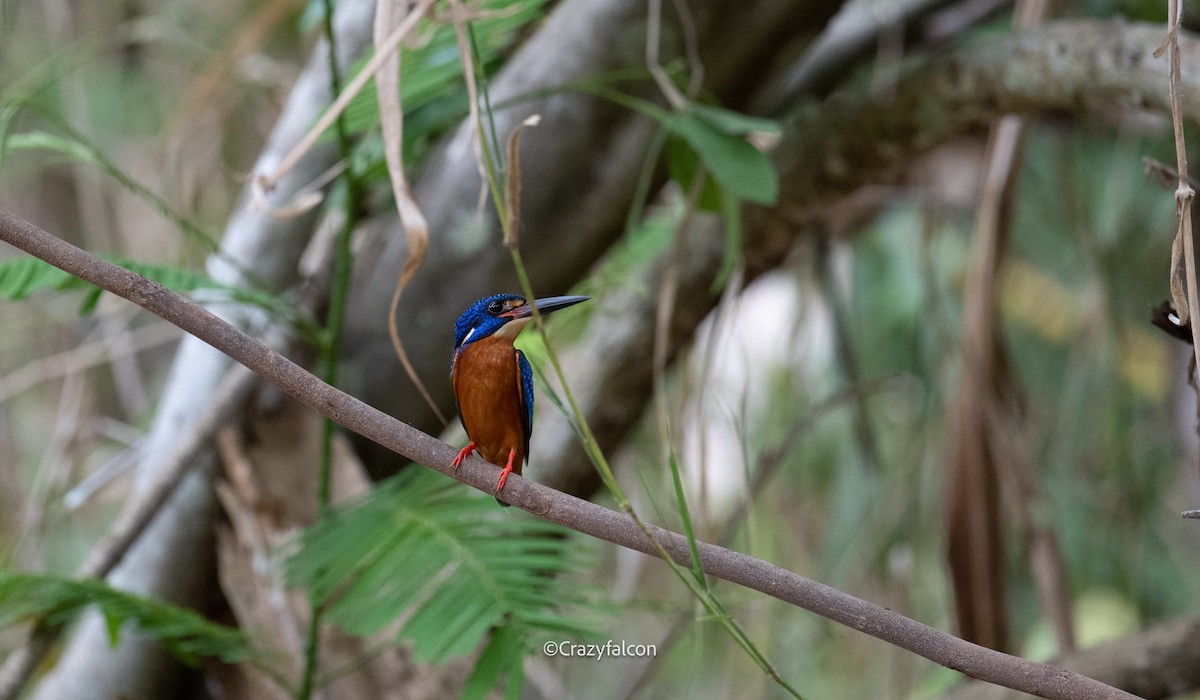 Blue-eared Kingfisher - ML618802122