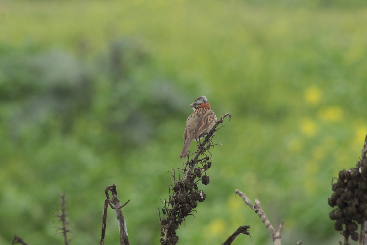 Rufous-collared Sparrow - ML618802130