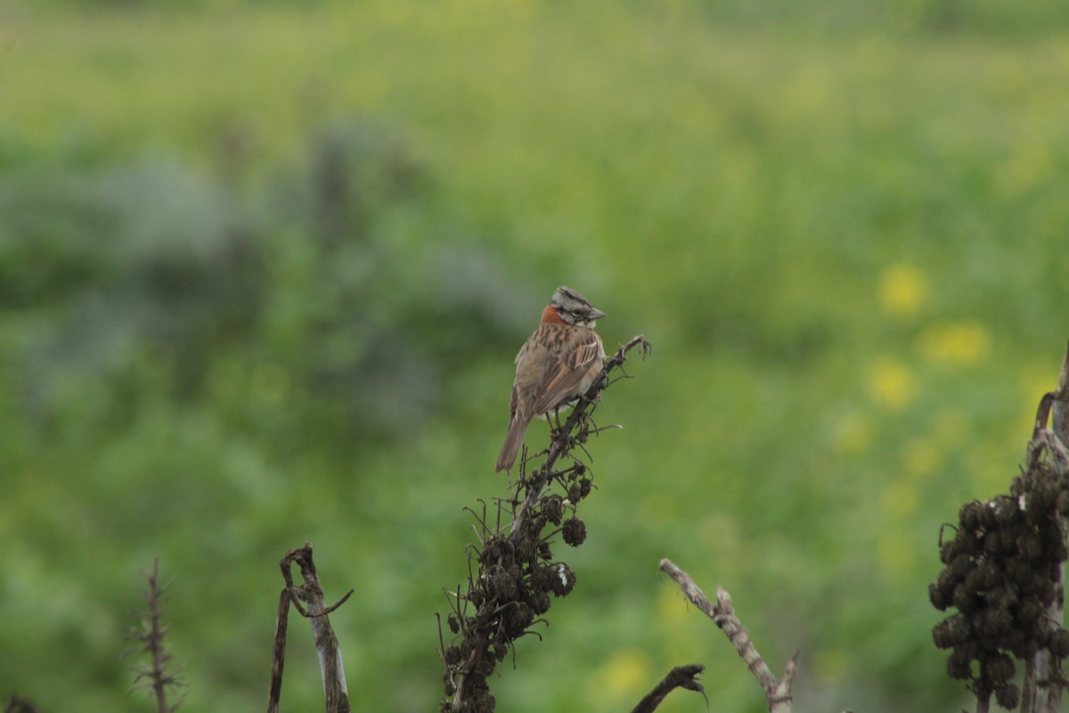 Rufous-collared Sparrow - Ailinne Tapia Toledo
