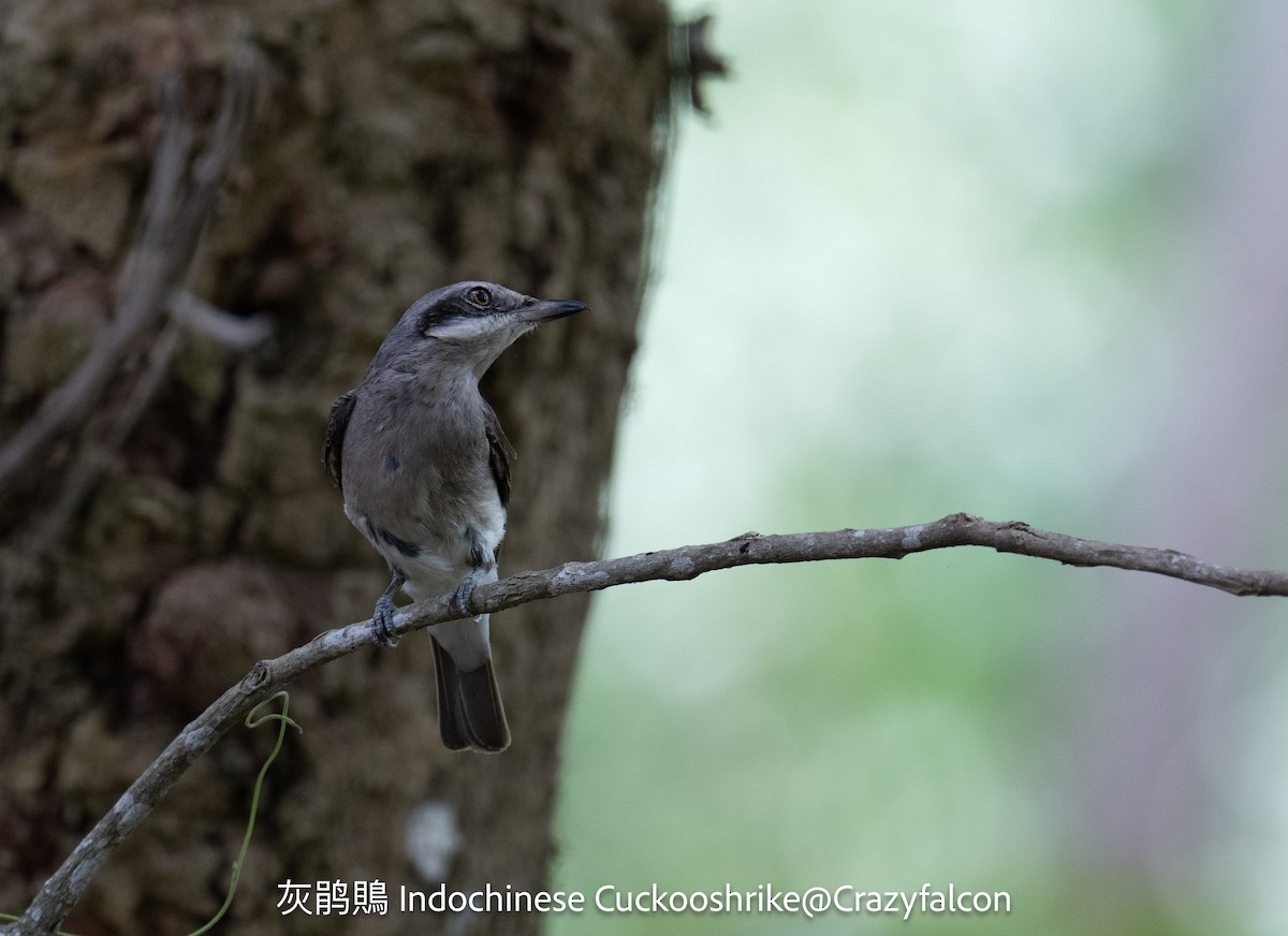 Indochinese Cuckooshrike - Qiang Zeng