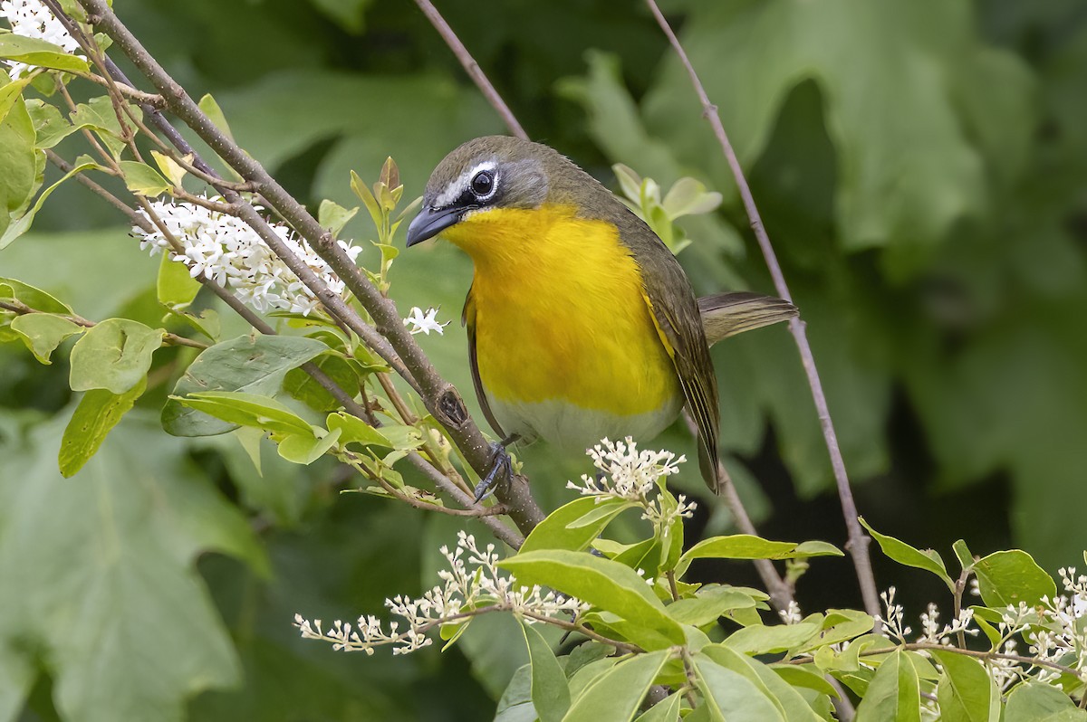 Yellow-breasted Chat - ML618802207