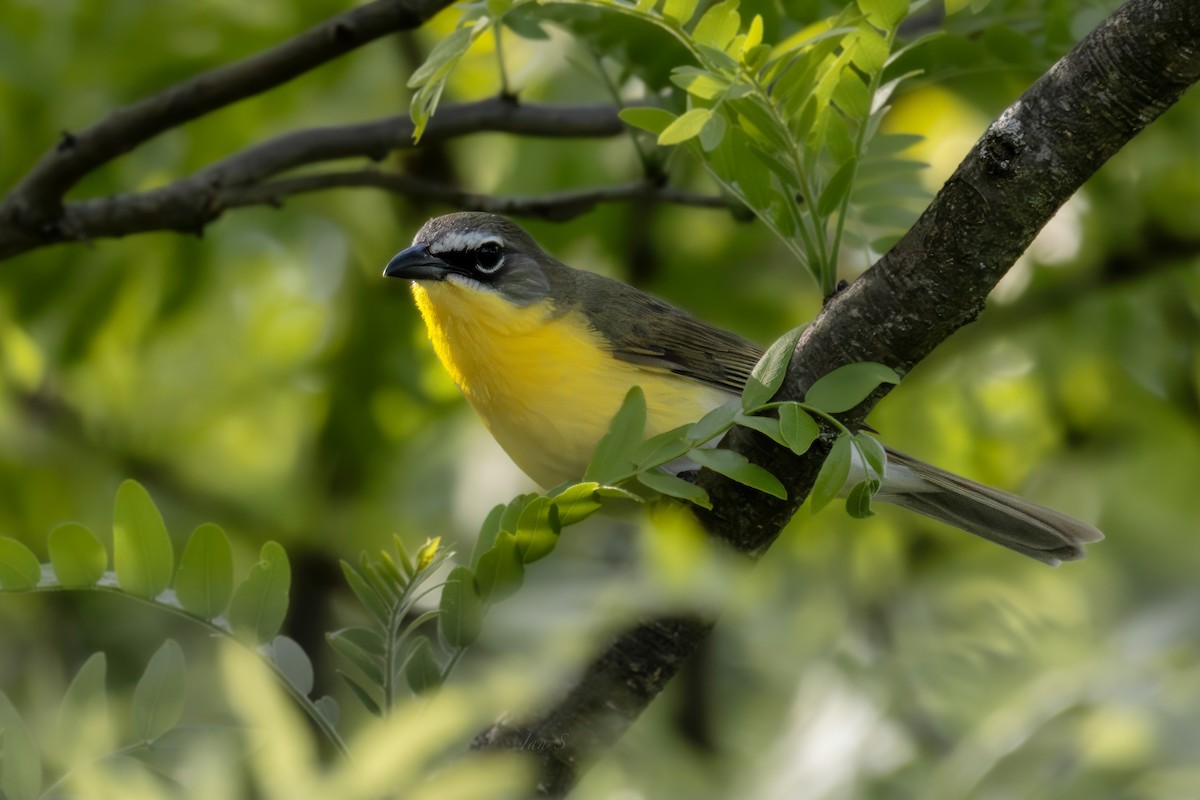 Yellow-breasted Chat - ML618802225
