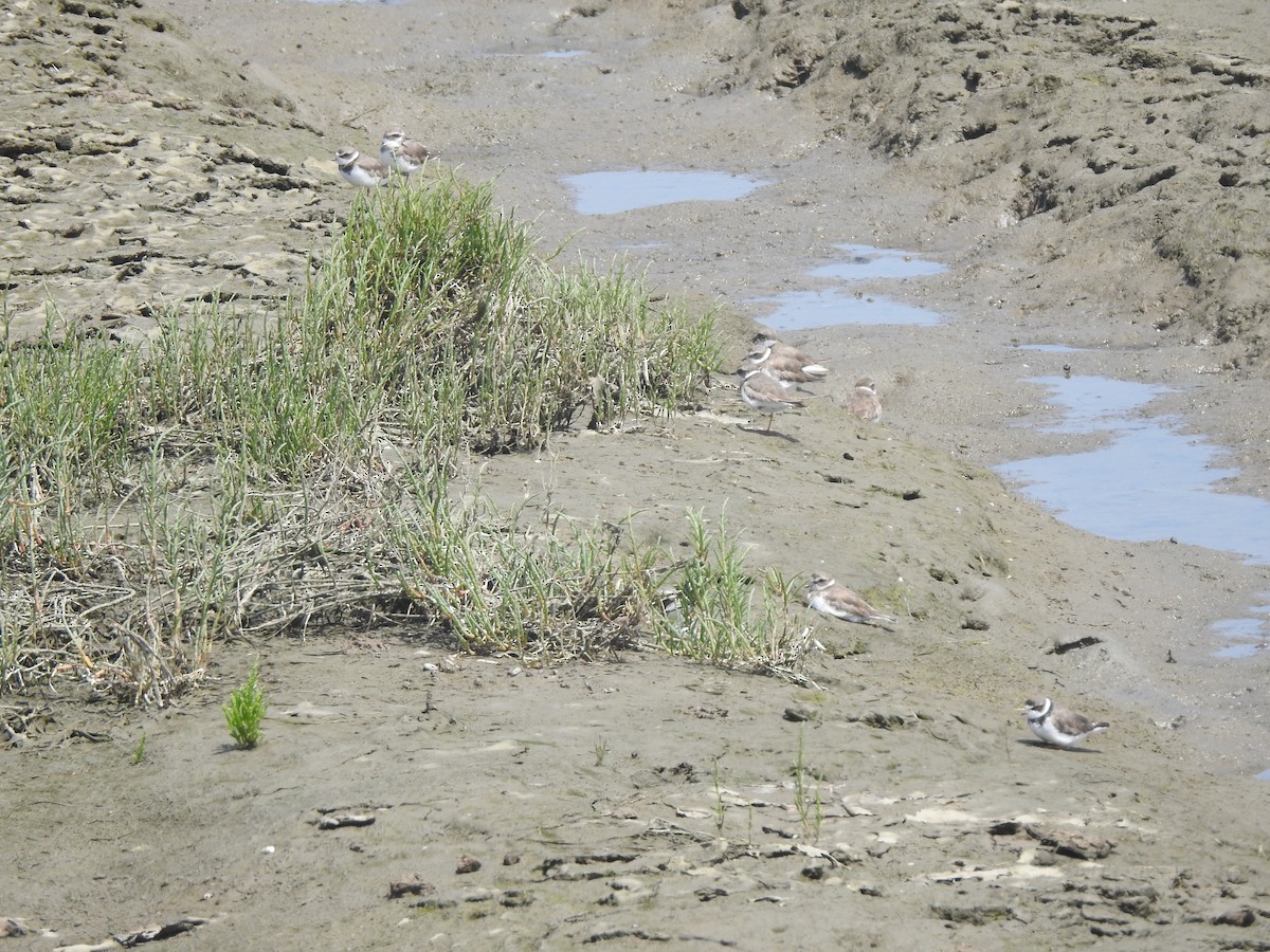 Semipalmated Plover - ML618802240