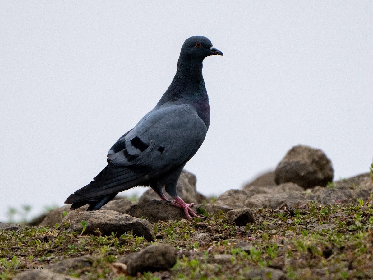 Rock Pigeon - Jagdish Jatiya