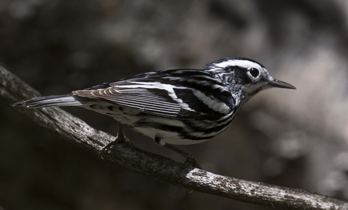 Black-and-white Warbler - Tom Devecseri