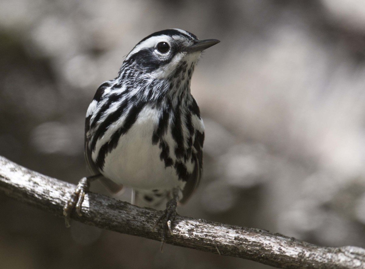 Black-and-white Warbler - ML618802298