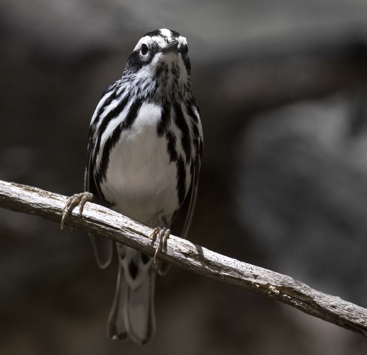 Black-and-white Warbler - ML618802299
