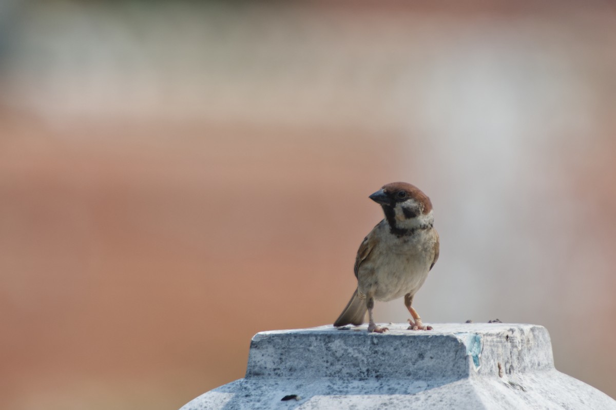 Eurasian Tree Sparrow - ML618802337