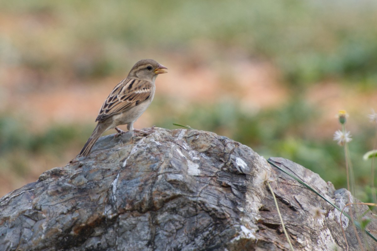 Eurasian Tree Sparrow - ML618802338