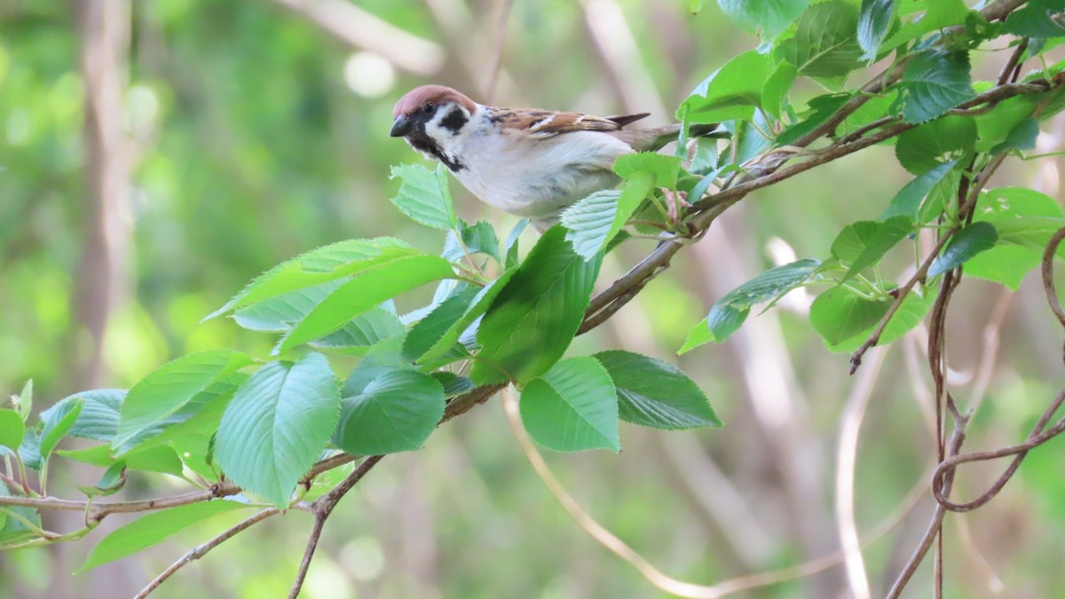 Eurasian Tree Sparrow - YUKIKO ISHIKAWA