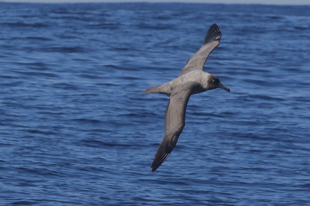 Light-mantled Albatross - Karen Dick