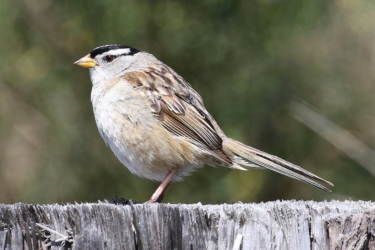 White-crowned Sparrow - ML618802394