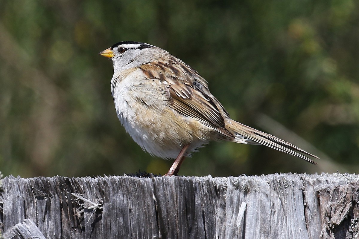 White-crowned Sparrow - ML618802399