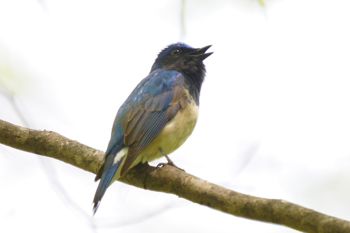Blue-and-white Flycatcher - ML618802449