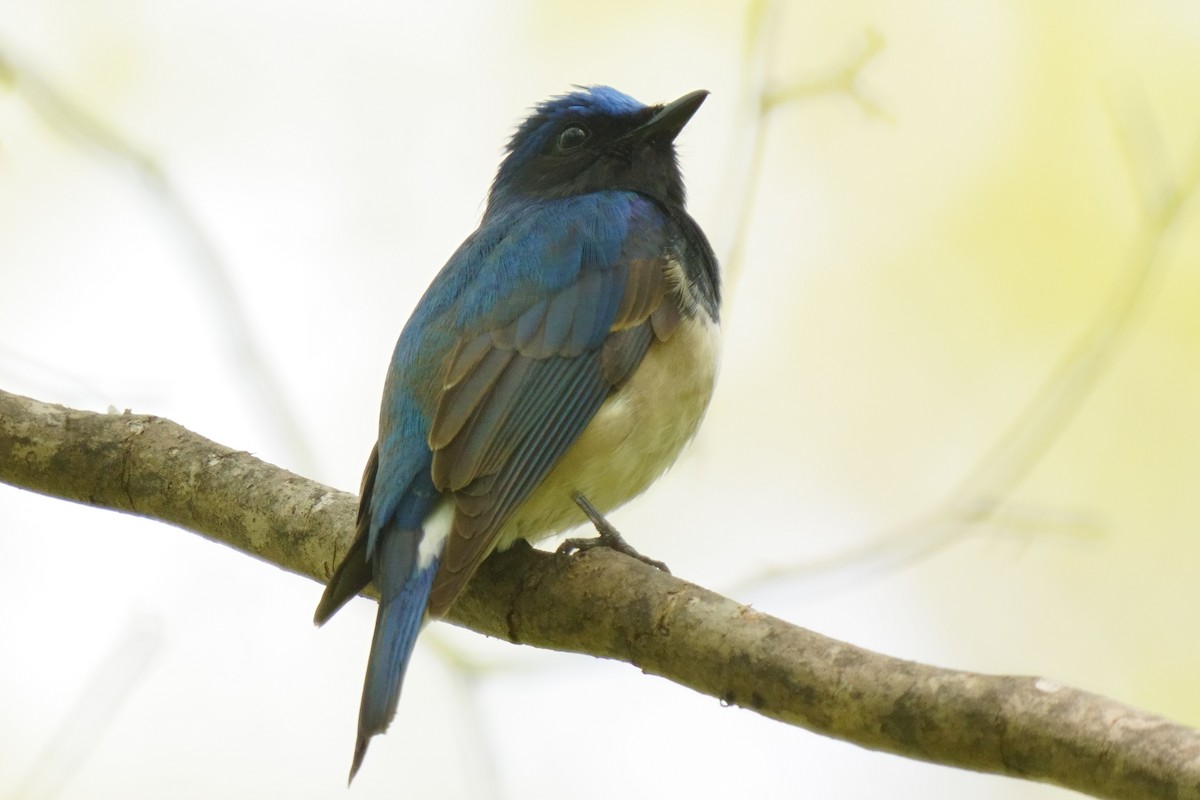 Blue-and-white Flycatcher - ML618802450