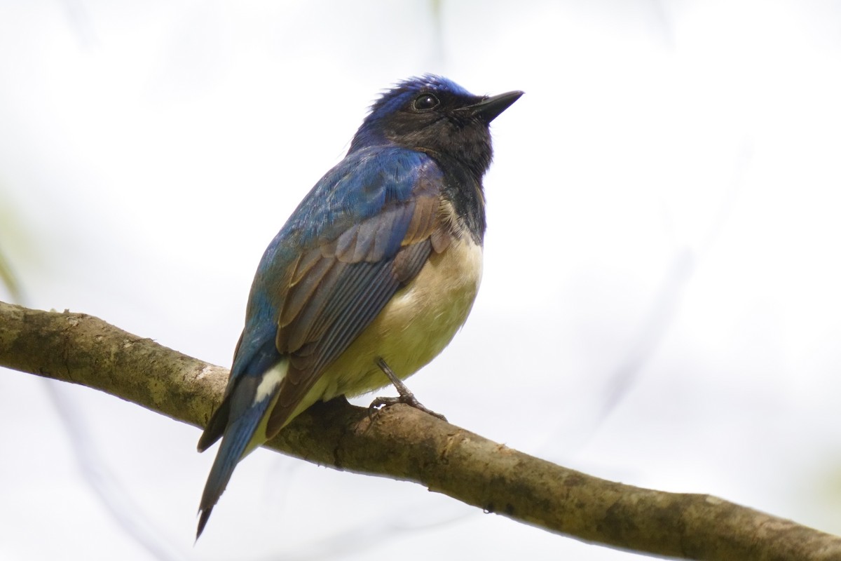 Blue-and-white Flycatcher - ML618802451