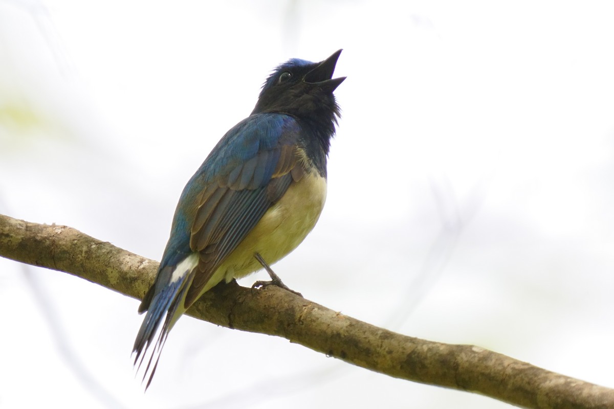 Blue-and-white Flycatcher - ML618802452