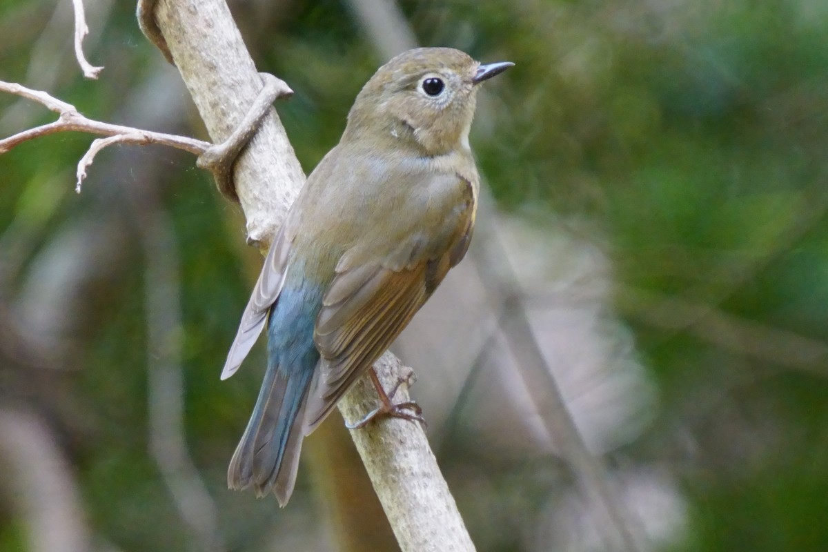 Red-flanked Bluetail - ML618802455