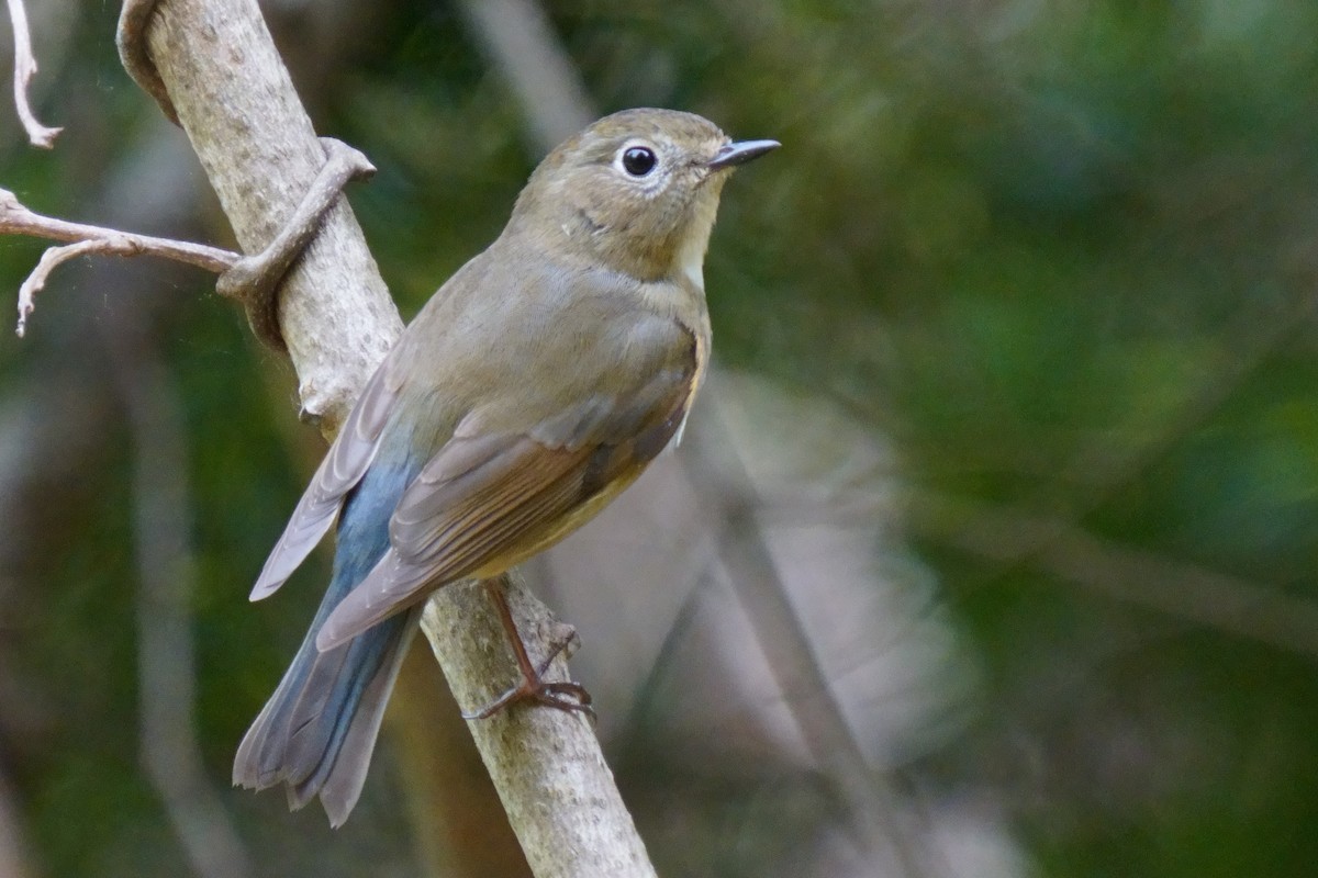 Red-flanked Bluetail - ML618802456