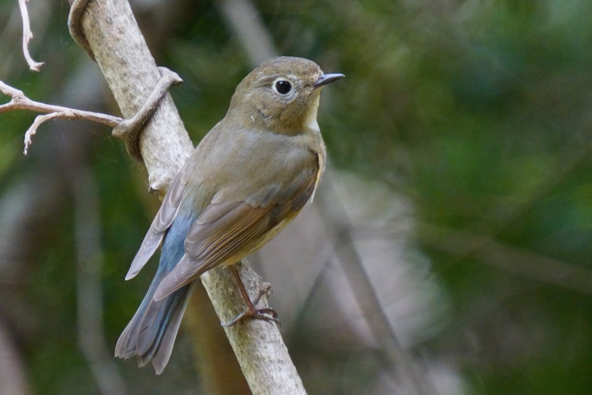 Red-flanked Bluetail - ML618802457