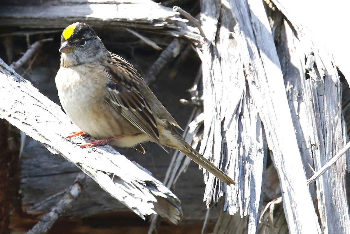 Golden-crowned Sparrow - John F. Gatchet