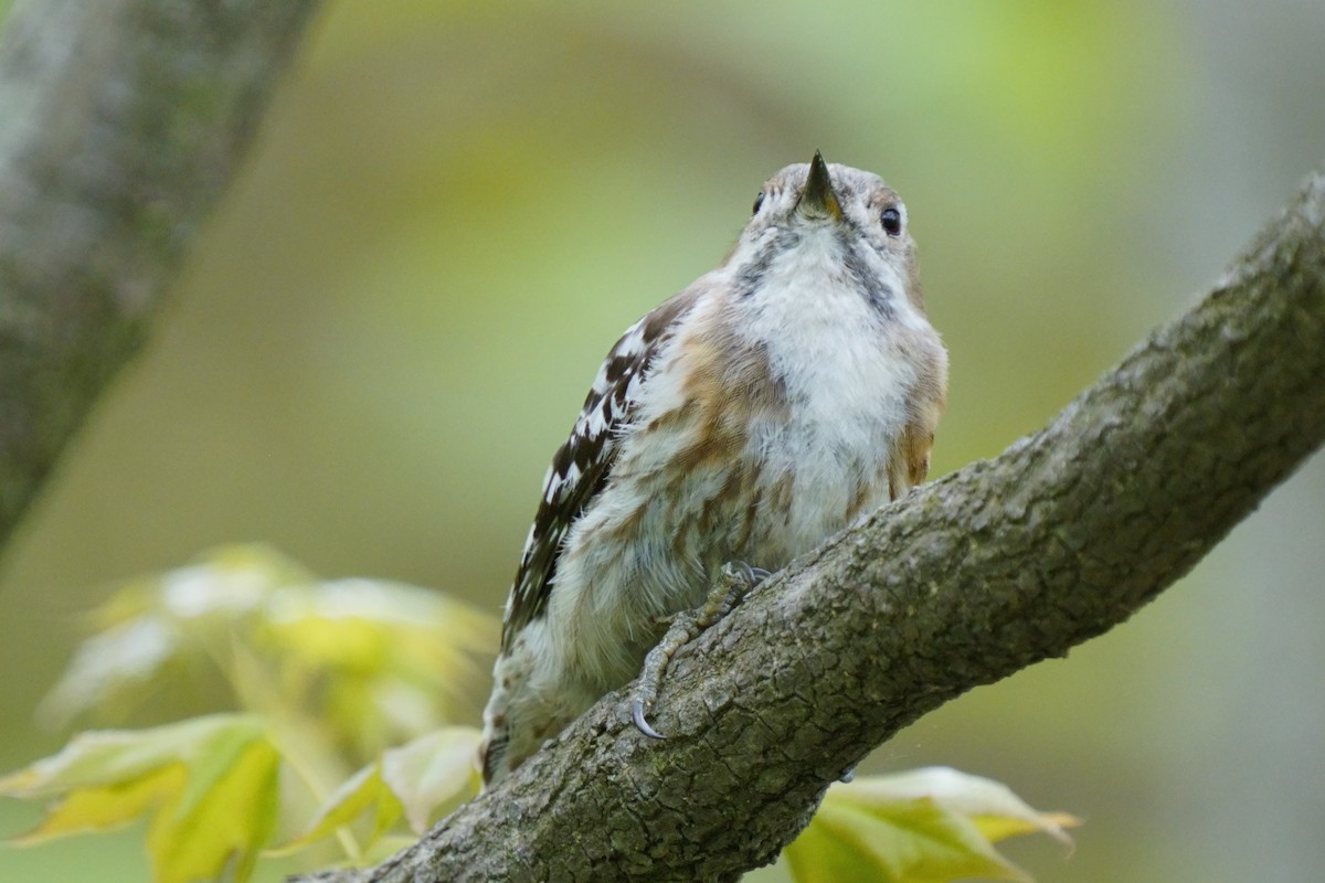 Japanese Pygmy Woodpecker - ML618802474
